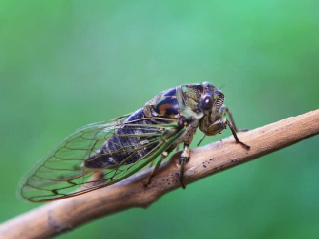 Common cicada (Tibicen linnei) on a branch in Toronto, Ontario, Canada, on August 15, 2013.